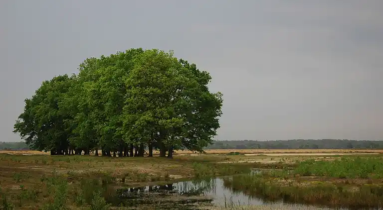 Cottage in Voorthuizen