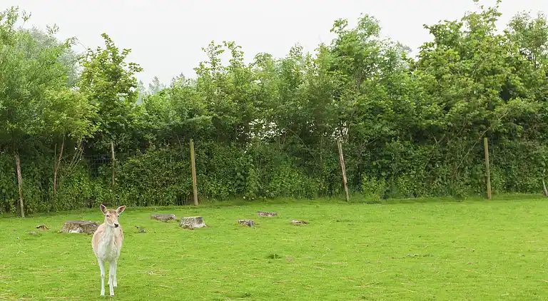 Farm house in Kamperland
