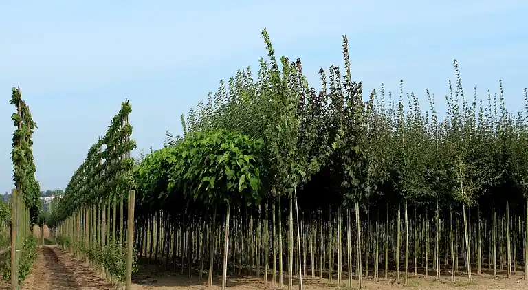 Holiday home in Kesteren
