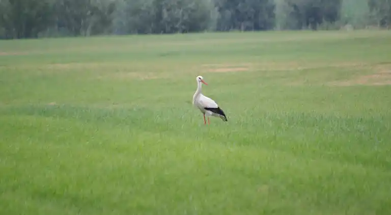 Holiday home in Kesteren