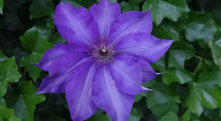 Holiday home in Kesteren