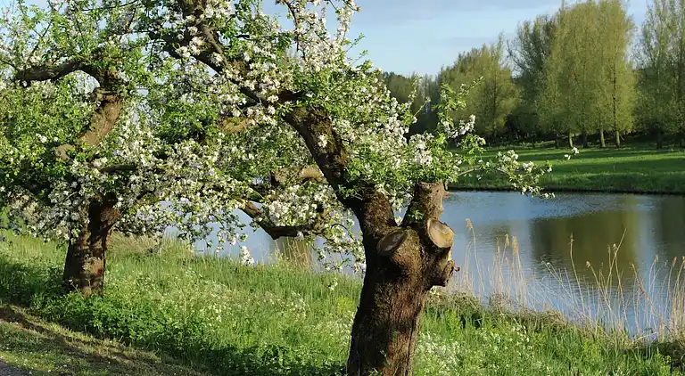 Semesterbostad i Beesd