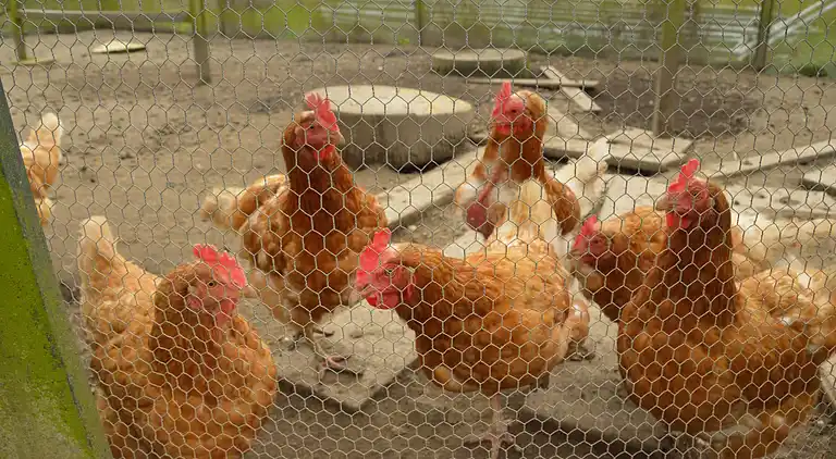 Semesterbostad i Beesd