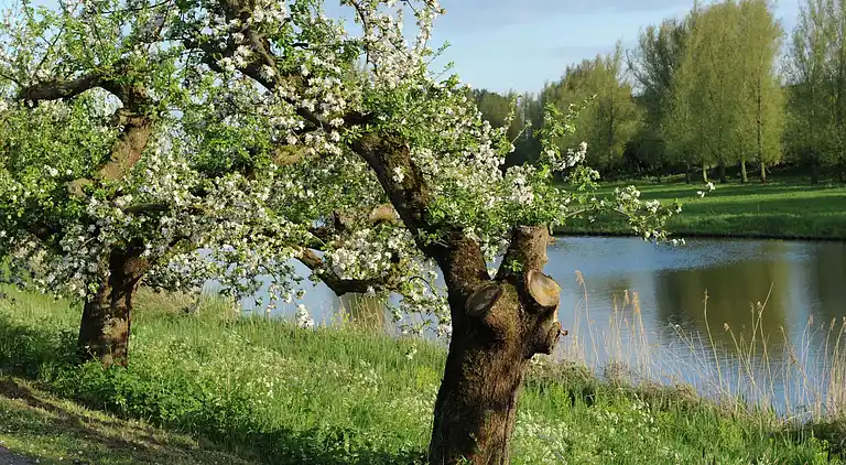 Semesterbostad i Beesd