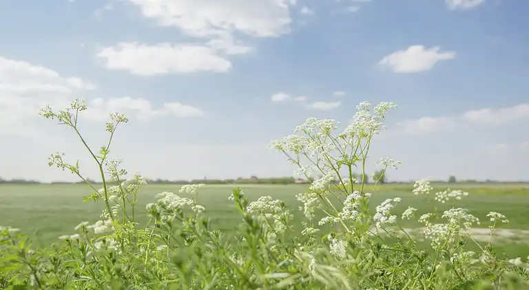 Holiday home in Zonnemaire