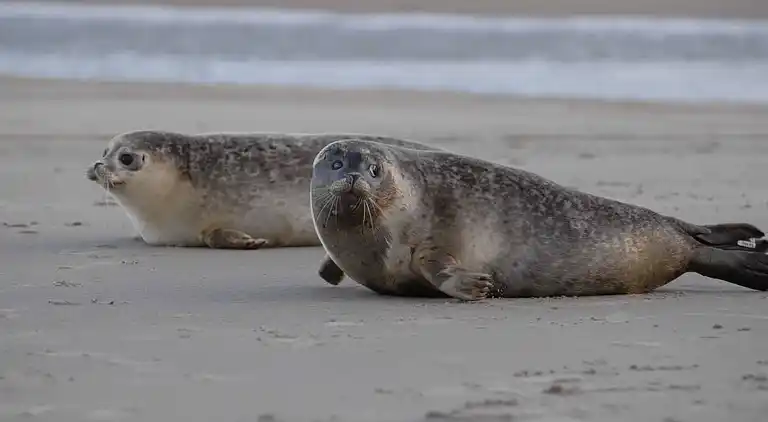 Holiday home in Ellemeet