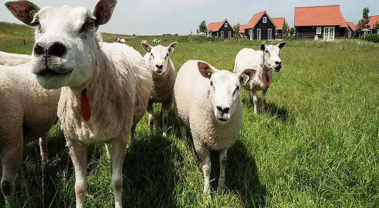 Holiday home in Wemeldinge