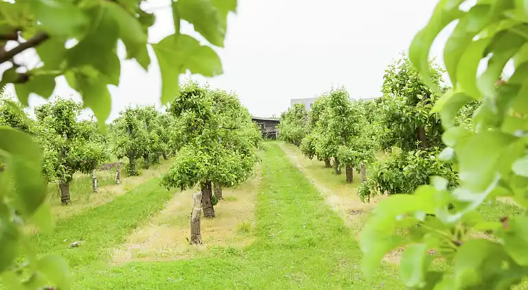 Semesterbostad i Wemeldinge