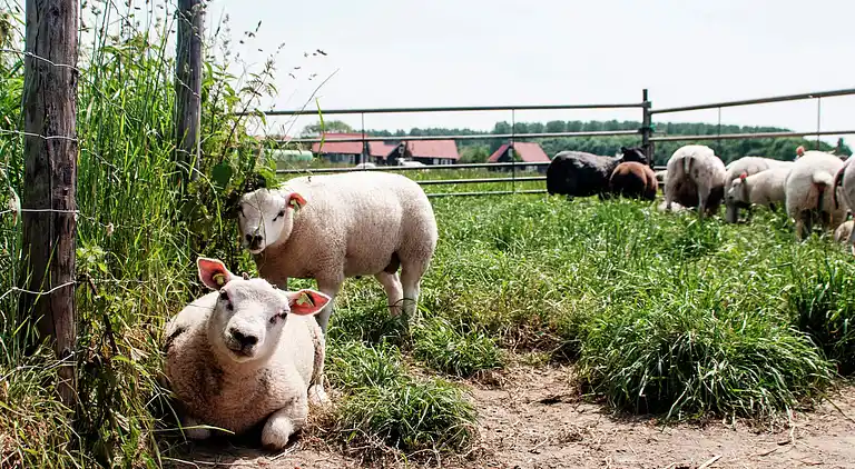 Sommerhus i Wemeldinge