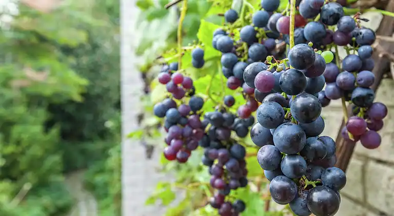 Ferienhaus in Kamperland