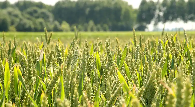 Ferienhaus in Schoondijke
