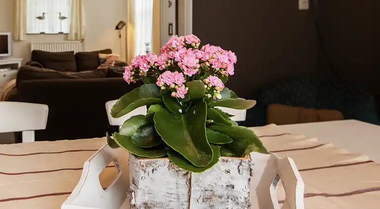 Bondgård i Aardenburg