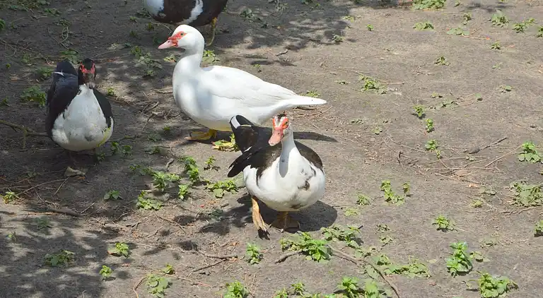 Semesterbostad i Bergen op Zoom