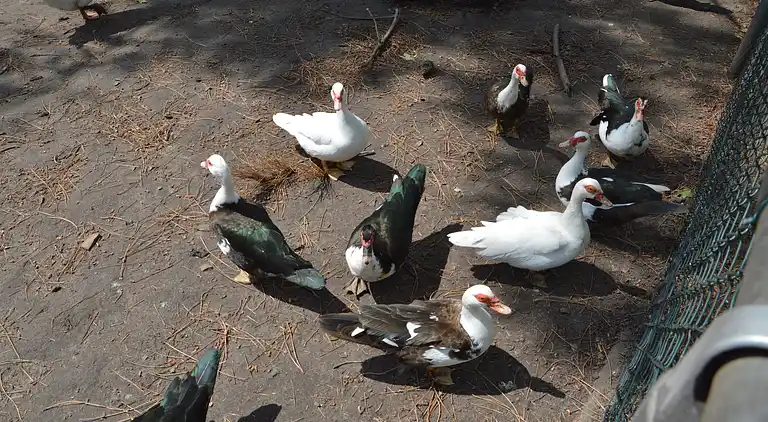 Semesterbostad i Bergen op Zoom