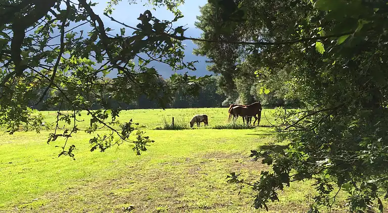 Vakantiehuis in Verspreide huizen Ulvenhout