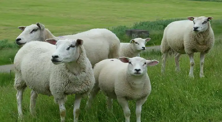 Bondgård i Drimmelen
