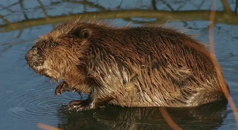 Bondgård i Drimmelen