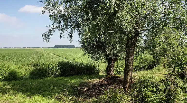 Bondgård i Drimmelen