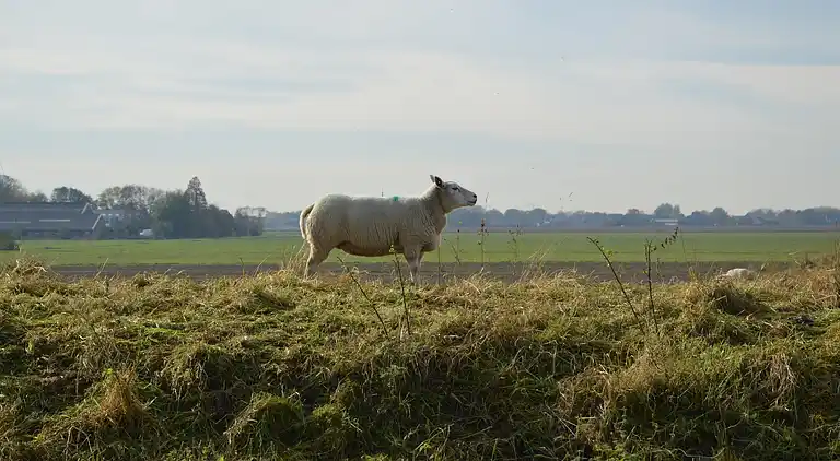 Feriebolig i Hooge Zwaluwe