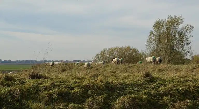 Feriebolig i Hooge Zwaluwe