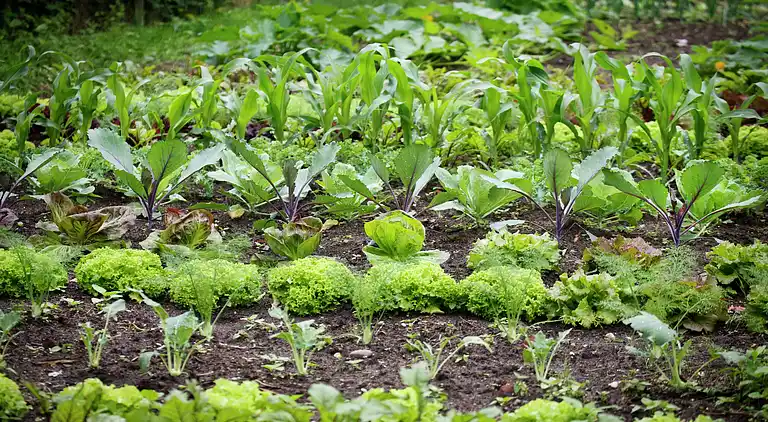 Ferienhaus in Lage Mierde