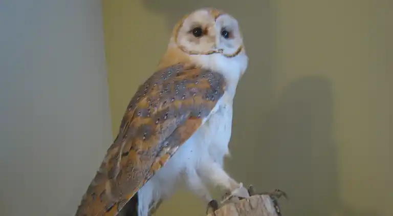 Farm house in Loon op Zand