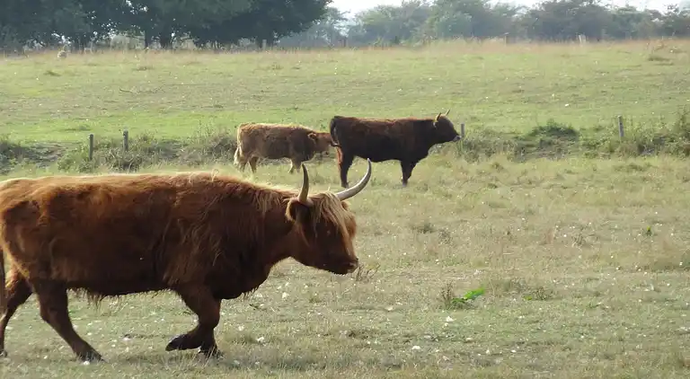 Ferienhaus in Ravenstein