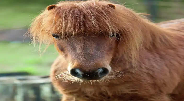 Casa vacanze in Oeffelt