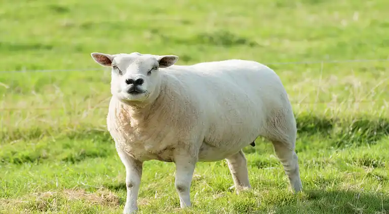 Holiday home in Hippolytushoef