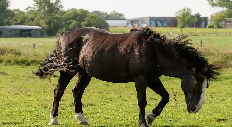 Holiday home in Hippolytushoef