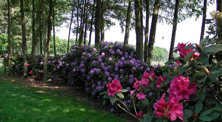 Sommerhus i Luyksgestel