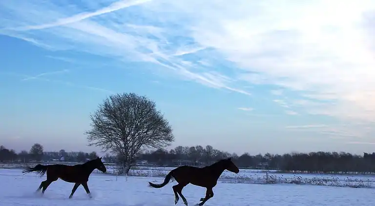 Sommerhus i Luyksgestel