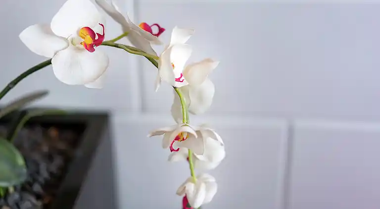 Gårdhus i Langedijke