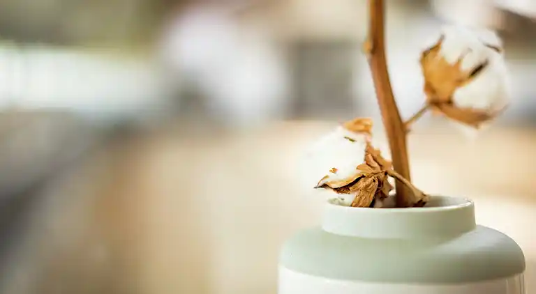 Gårdhus i Langedijke