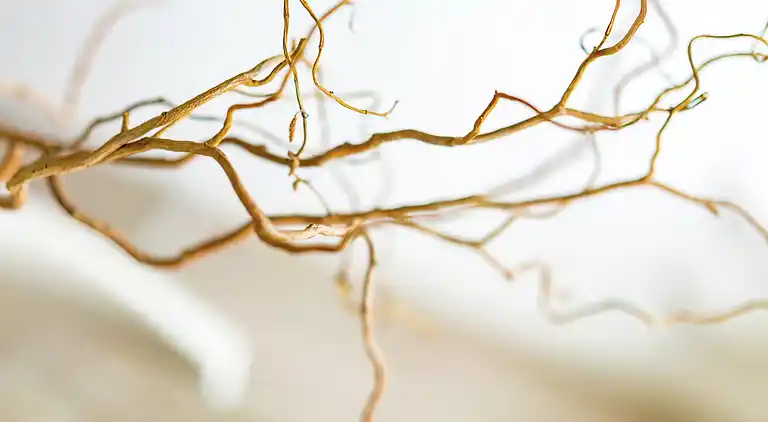 Gårdhus i Langedijke