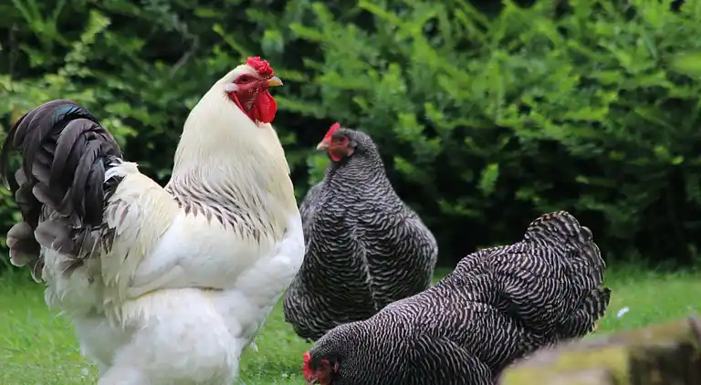 Ferienhaus in Siebengewald