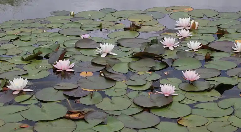 Ferienhaus in Siebengewald