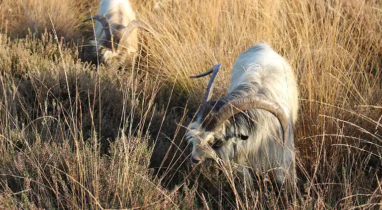 Ferienhaus in Siebengewald