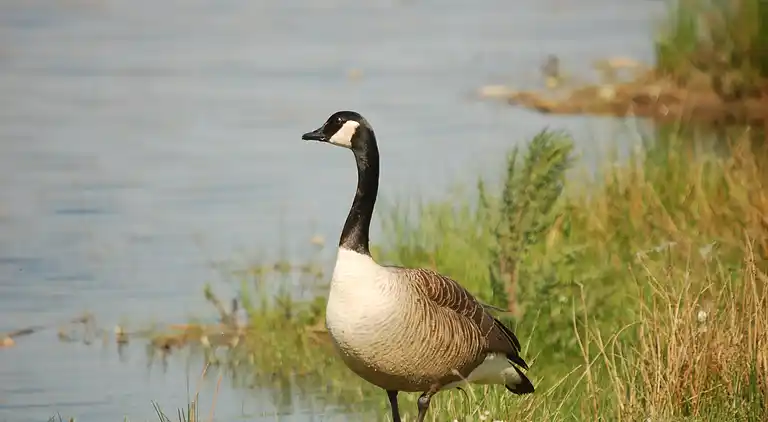 Holiday home in Europe