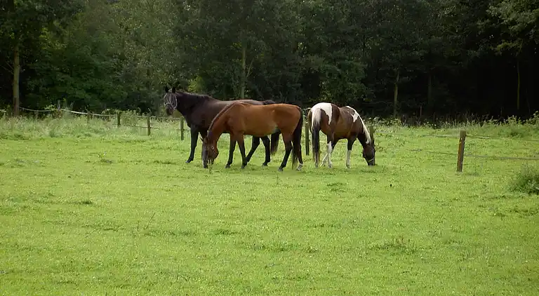 Apartment in Posterholt