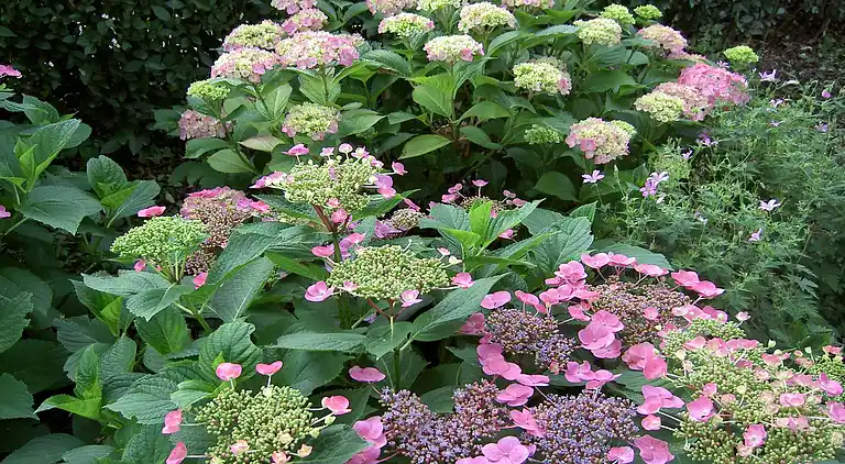 Apartment in Posterholt