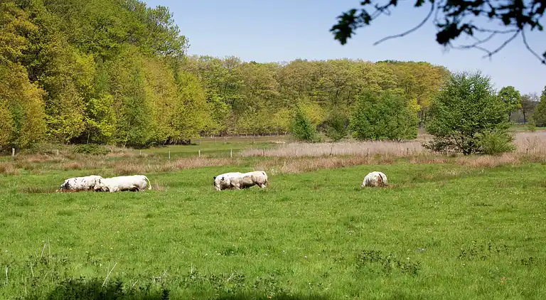 Farm house in Sint Joost