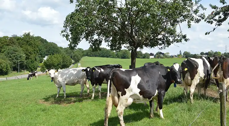 Apartment in Klimmen