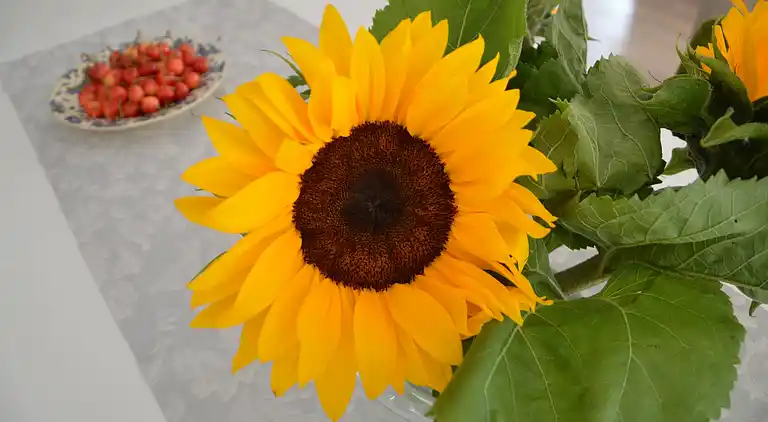 Apartment in Klimmen