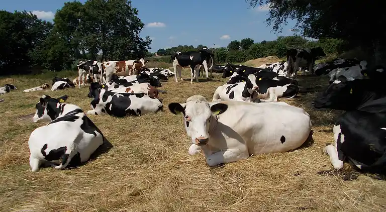 Sommerhus i Simpelveld
