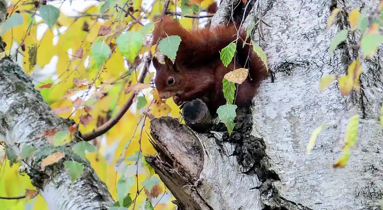Sommerhus i Simpelveld