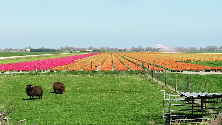 Sommerhus i Schellinkhout