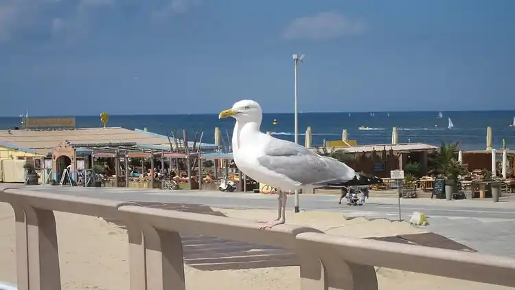 Sommerhus i Scheveningen