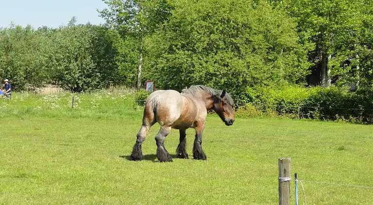 Holiday home in Koewacht