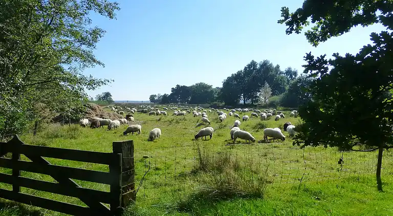 Holiday home in Ruinen